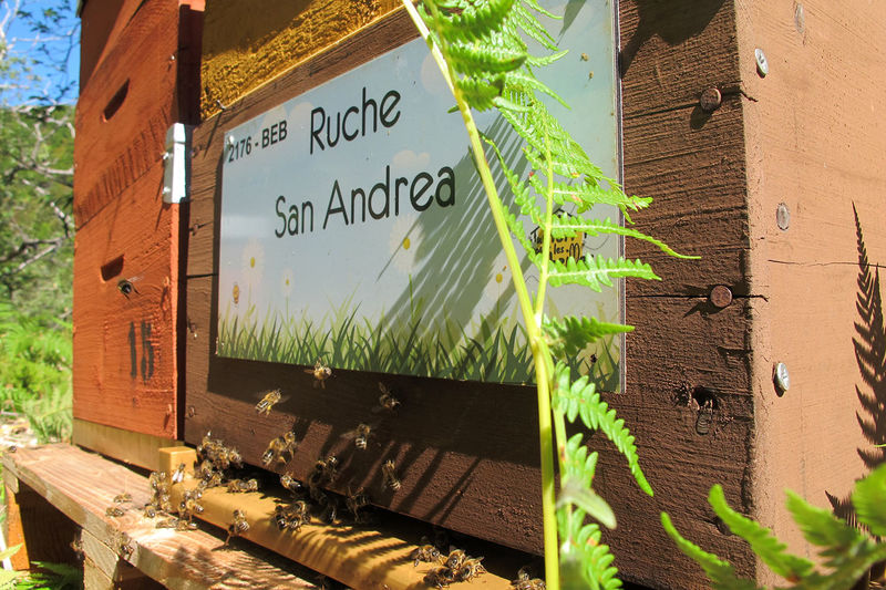 La ruche San Andrea