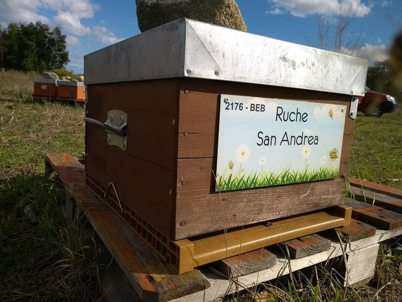 La ruche San Andrea