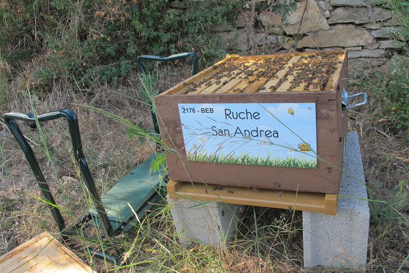 La ruche San Andrea