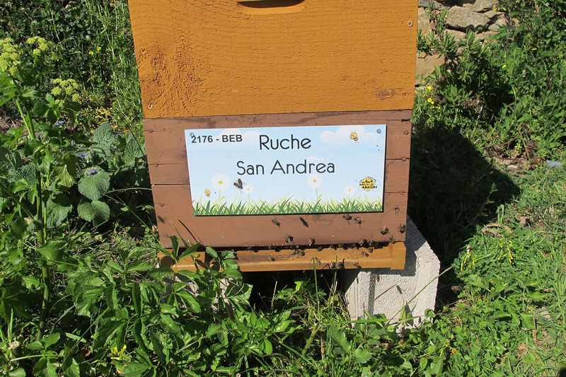 La ruche San Andrea
