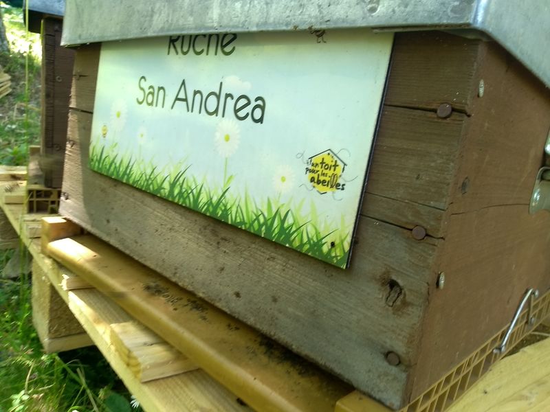 La ruche San Andrea