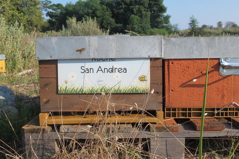 La ruche San Andrea