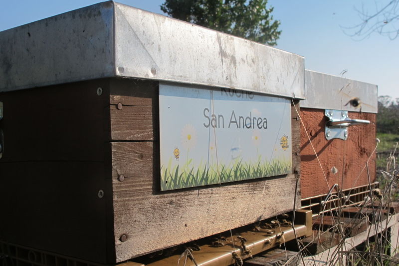 La ruche San Andrea