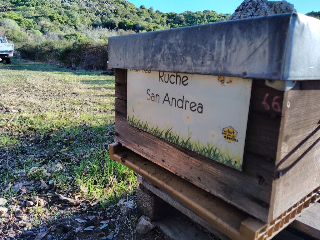 La ruche San Andrea