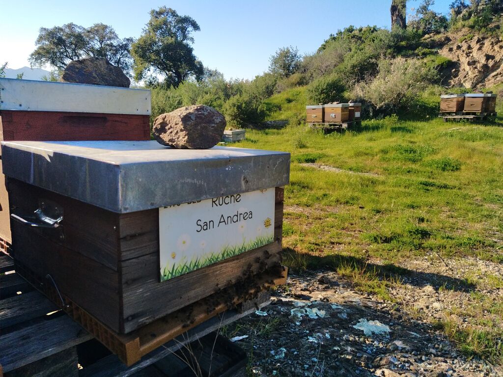 La ruche San Andrea