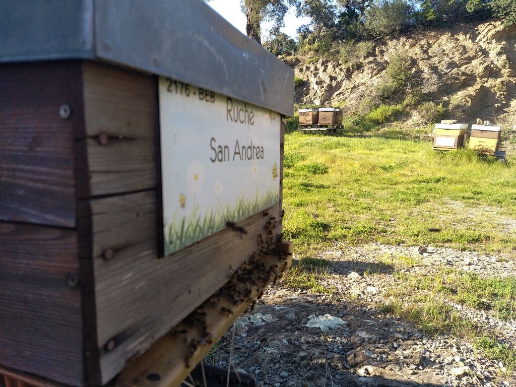 La ruche San Andrea