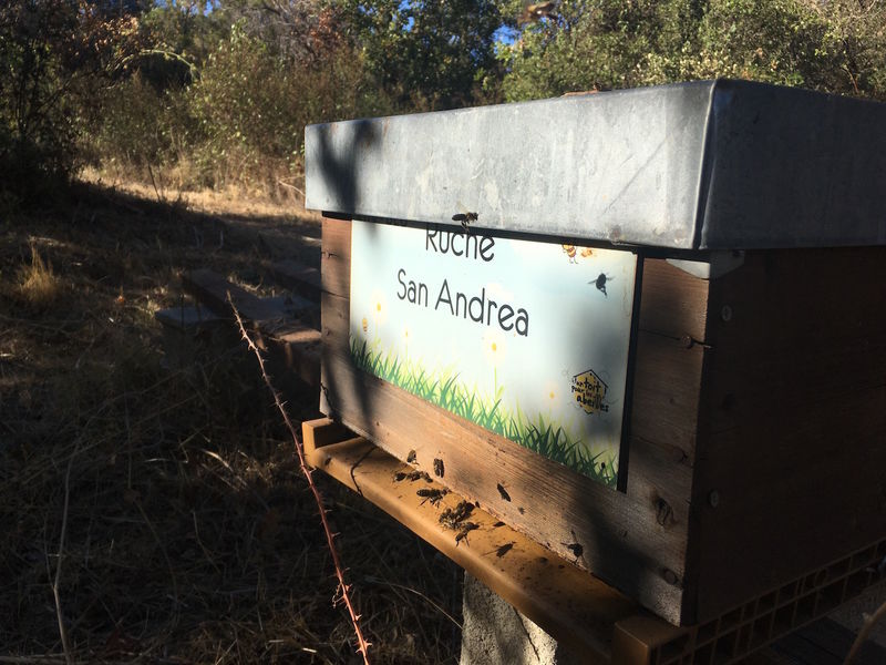 La ruche San Andrea