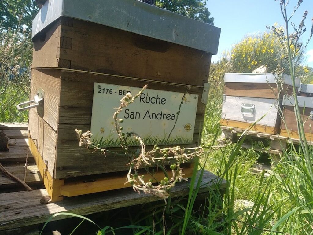 La ruche San Andrea