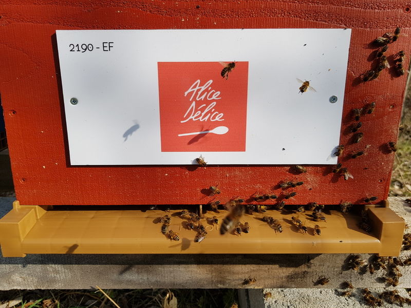 La ruche Alice Délice Lille