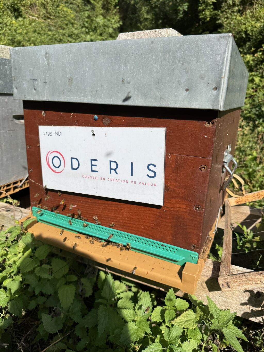 La ruche ODERIS