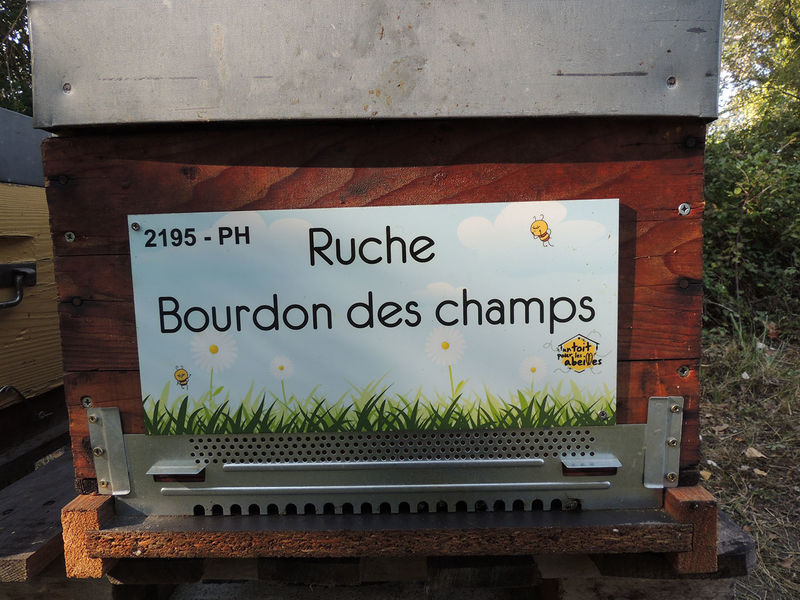 La ruche