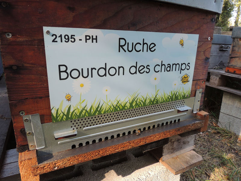 La ruche Bourdon des champs