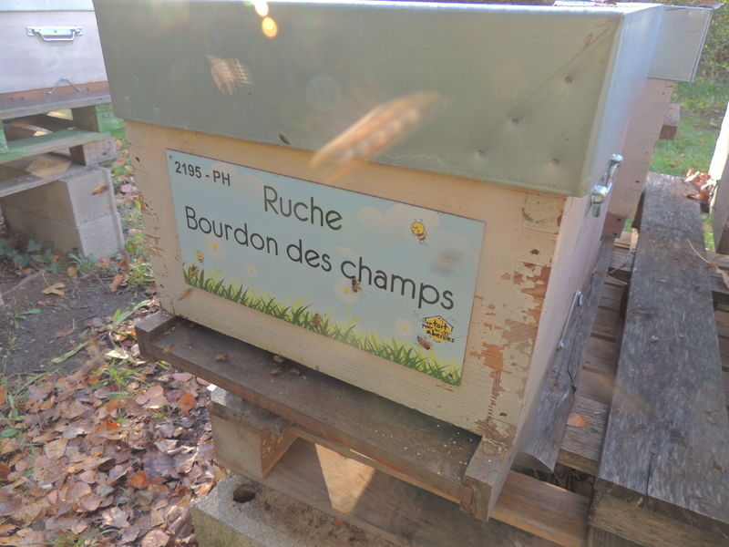 La ruche Bourdon des champs