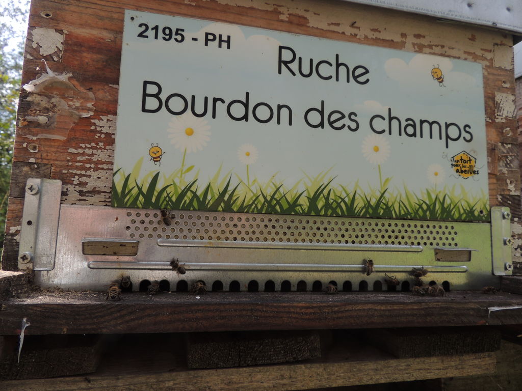 La ruche Bourdon des champs