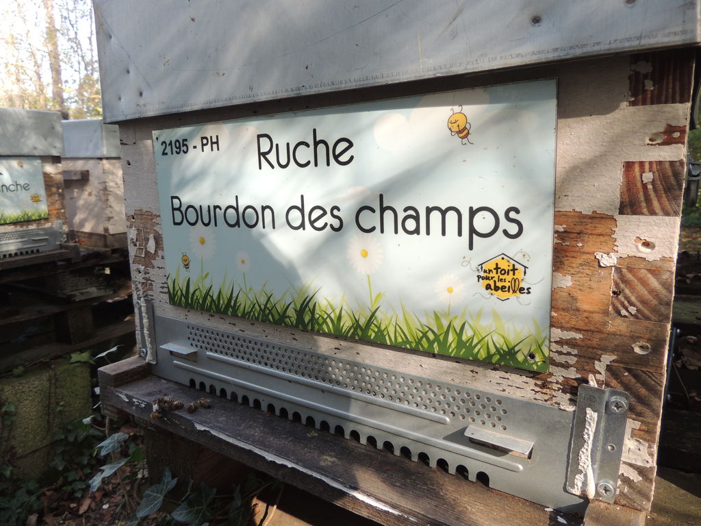 La ruche Bourdon des champs