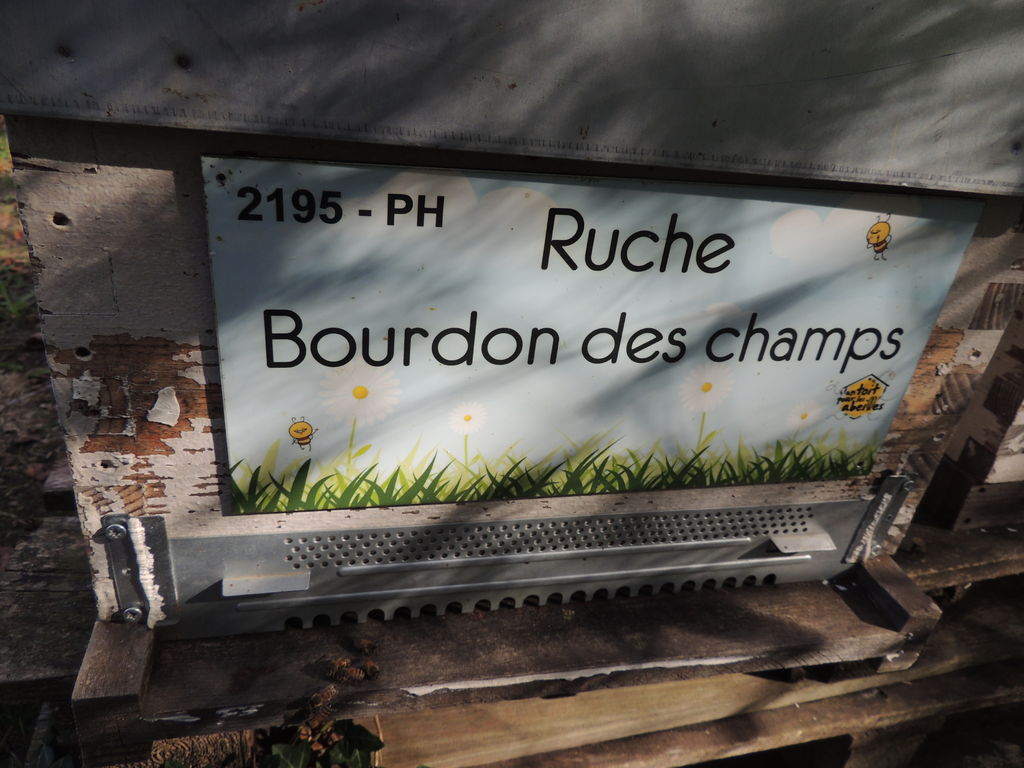 La ruche Bourdon des champs