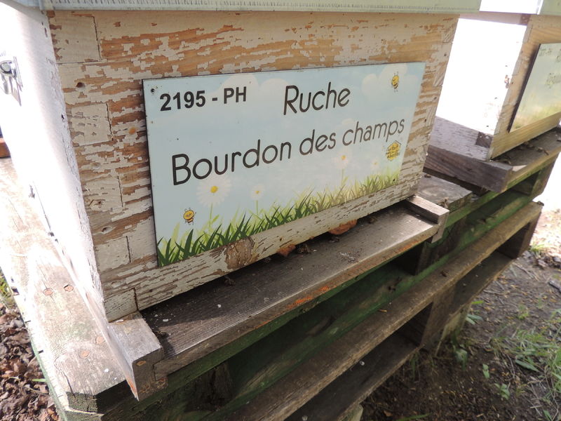 La ruche Bourdon des champs