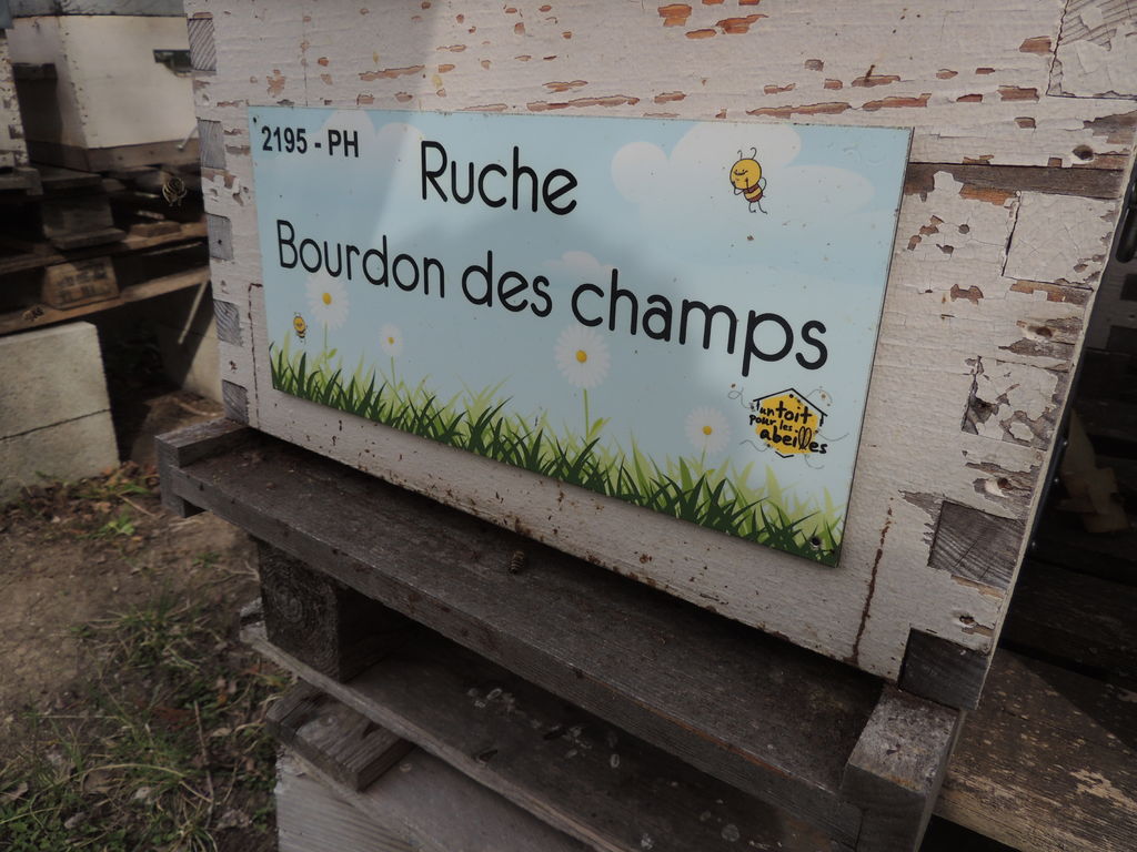 La ruche Bourdon des champs