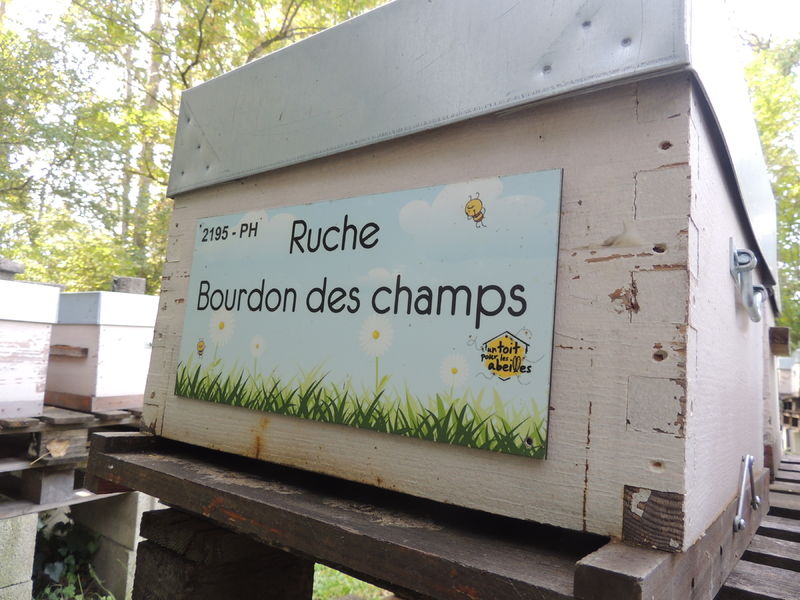 La ruche Bourdon des champs