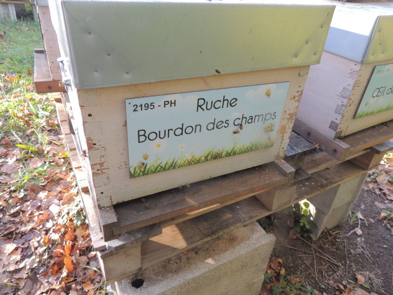 La ruche Bourdon des champs