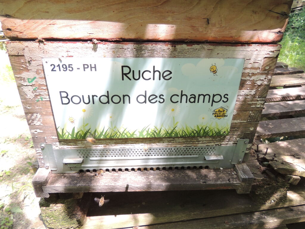 La ruche Bourdon des champs