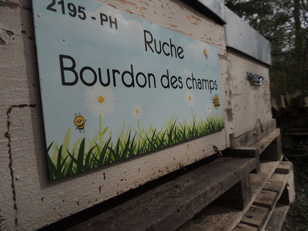 La ruche Bourdon des champs