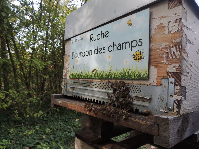 La ruche Bourdon des champs