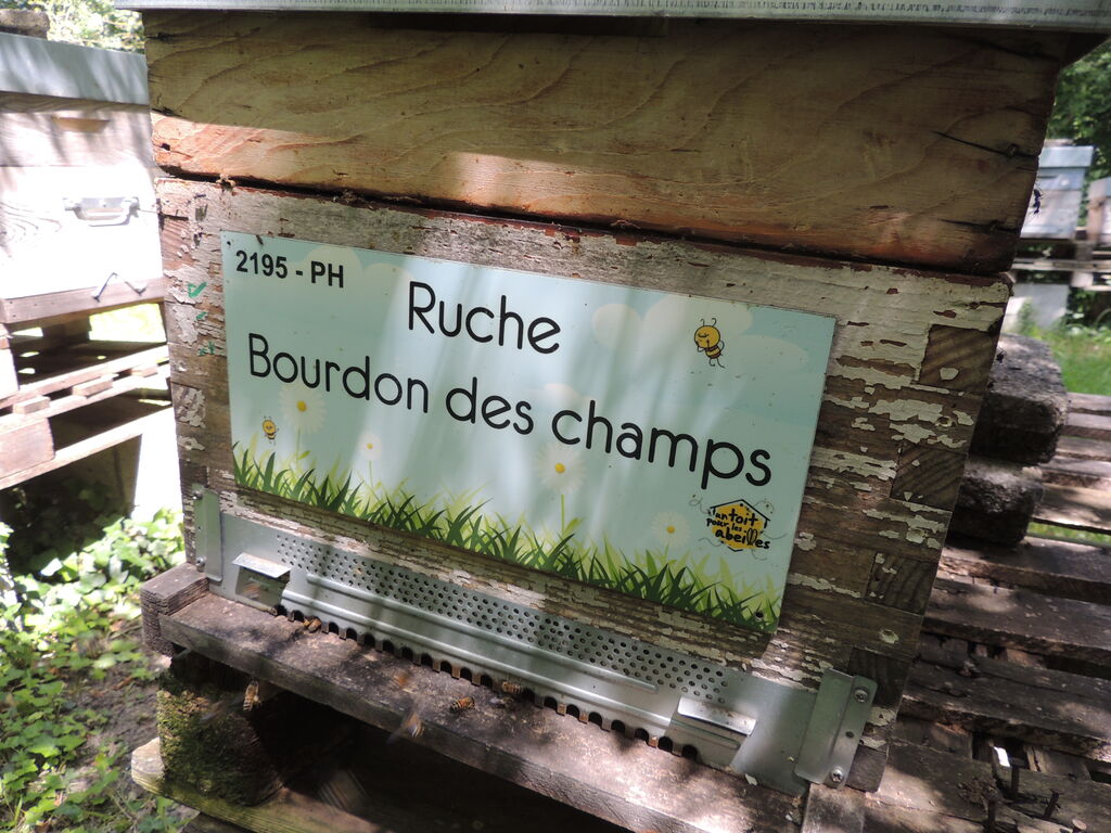 La ruche Bourdon des champs
