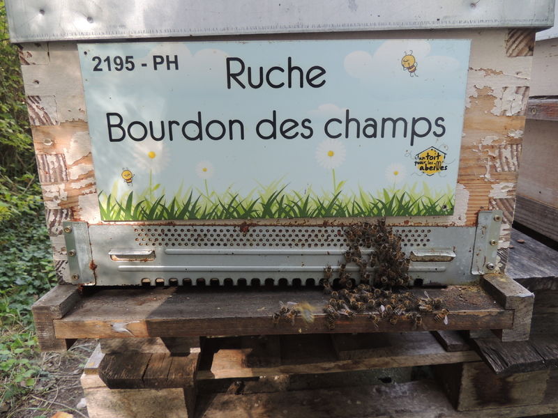 La ruche Bourdon des champs