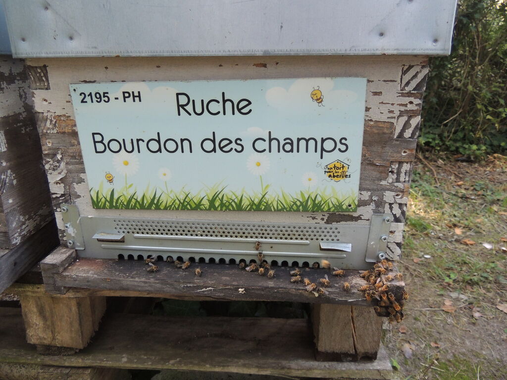 La ruche Bourdon des champs
