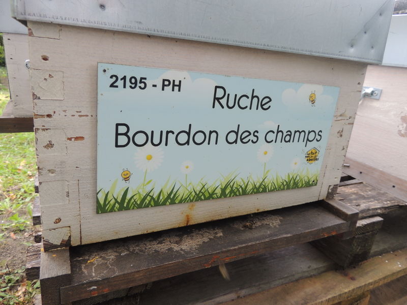 La ruche Bourdon des champs