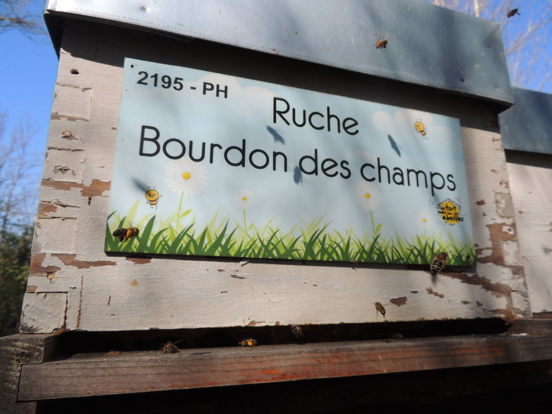 La ruche Bourdon des champs