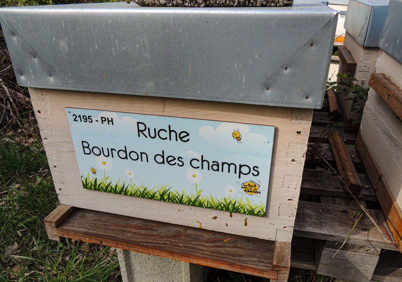 La ruche Bourdon des champs