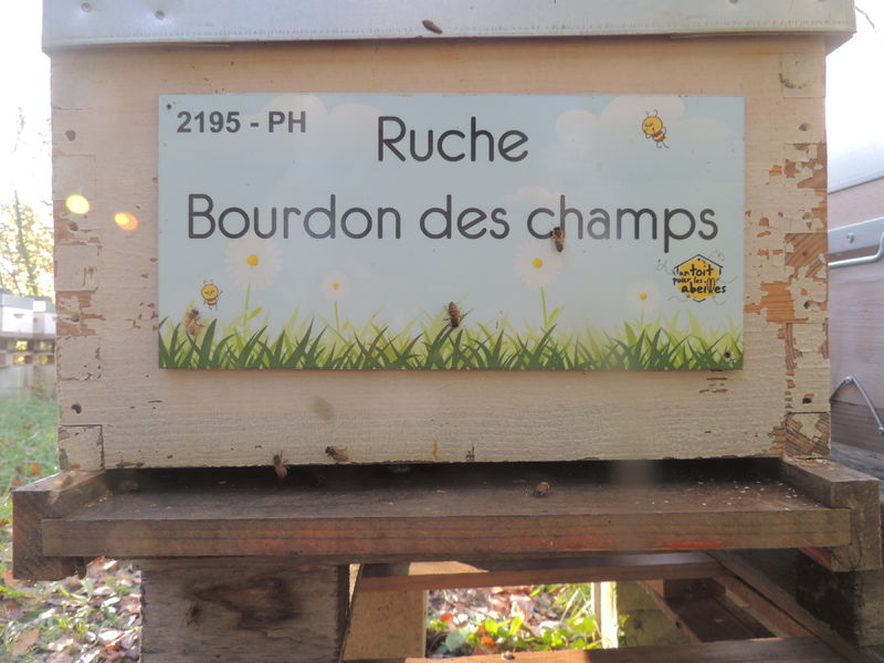 La ruche