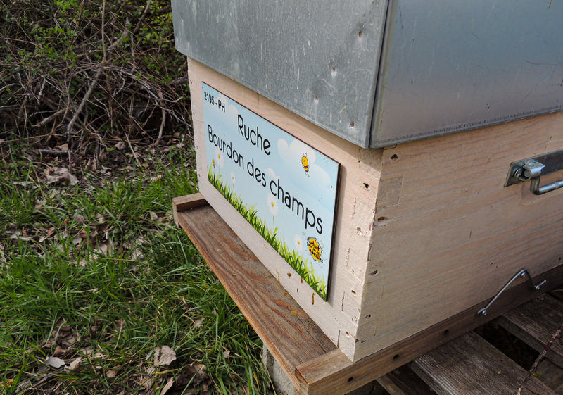 La ruche Bourdon des champs