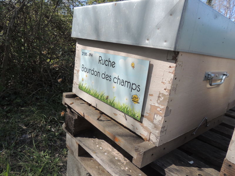La ruche Bourdon des champs