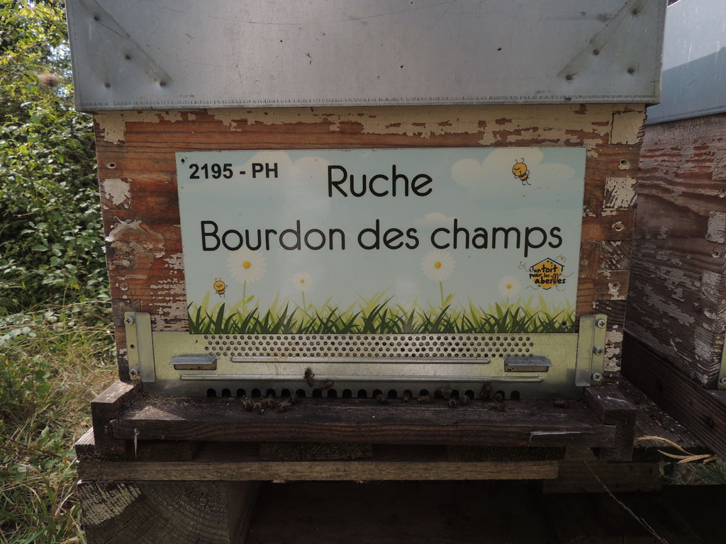 La ruche Bourdon des champs