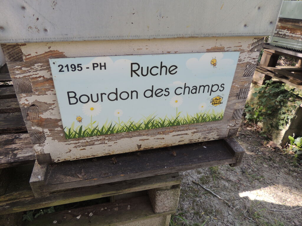 La ruche Bourdon des champs
