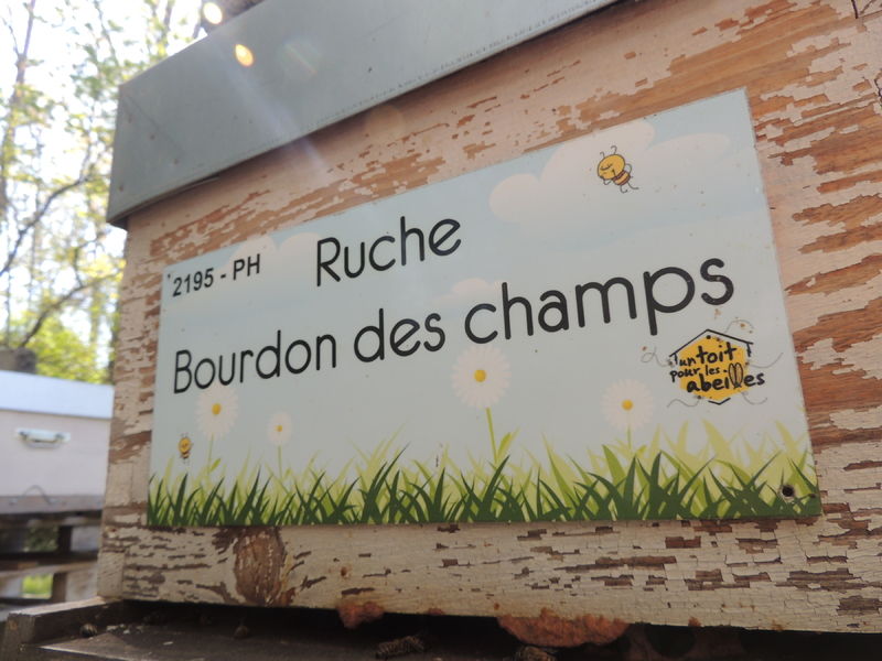 La ruche Bourdon des champs