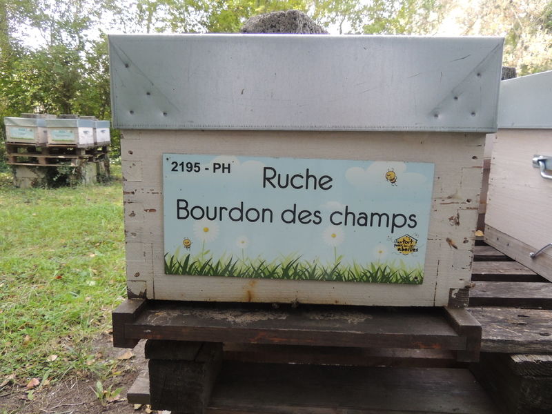 La ruche Bourdon des champs