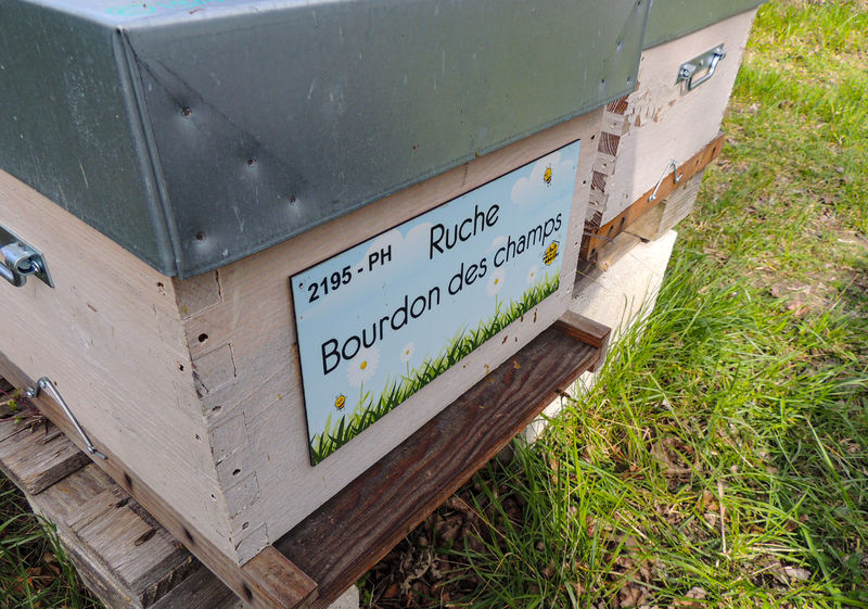 La ruche Bourdon des champs