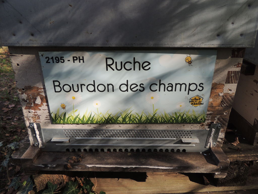 La ruche Bourdon des champs