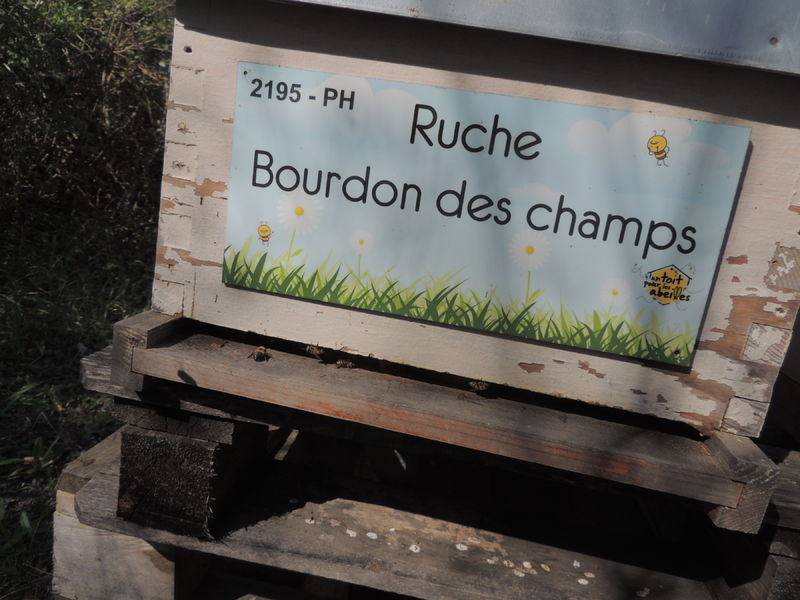 La ruche Bourdon des champs