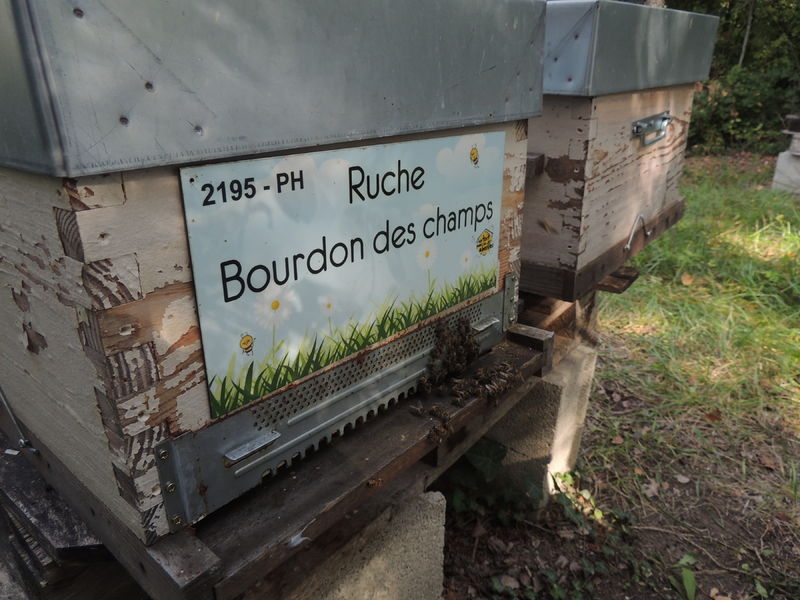 La ruche Bourdon des champs
