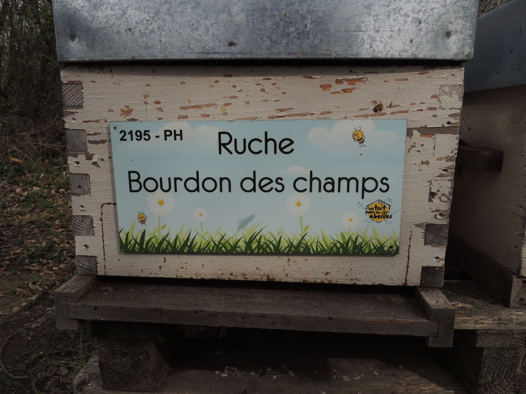 La ruche Bourdon des champs