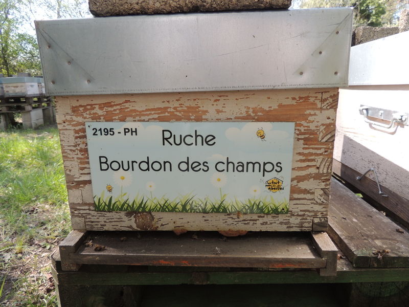 La ruche Bourdon des champs