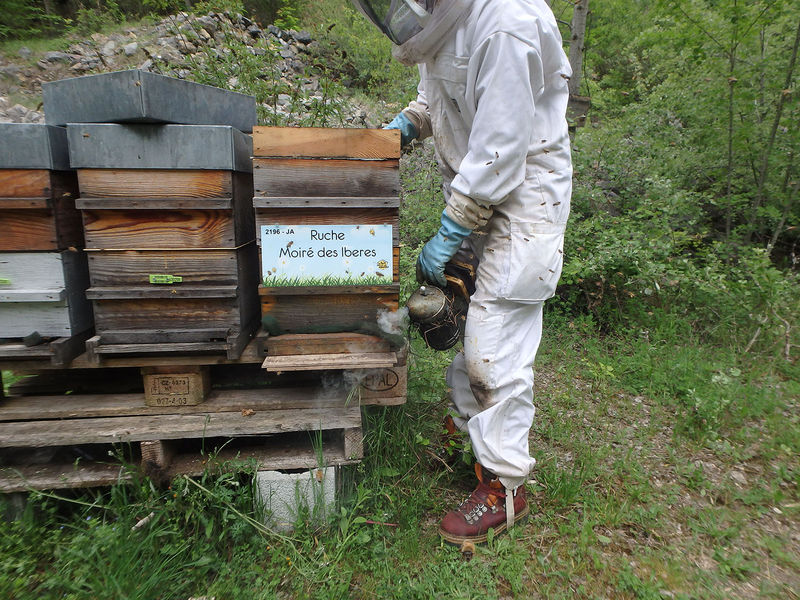 La ruche Moiré des Iberes