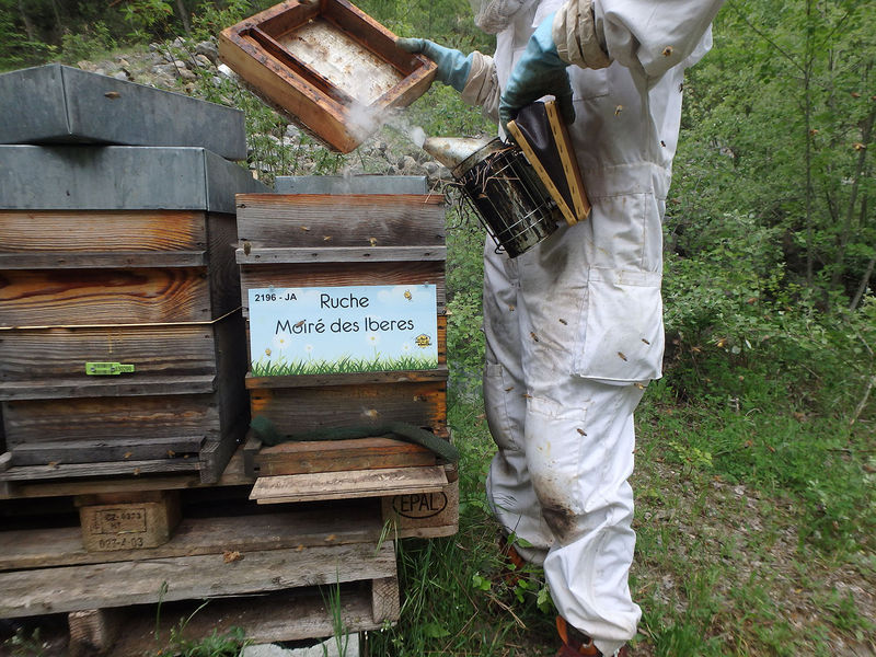 La ruche Moiré des Iberes