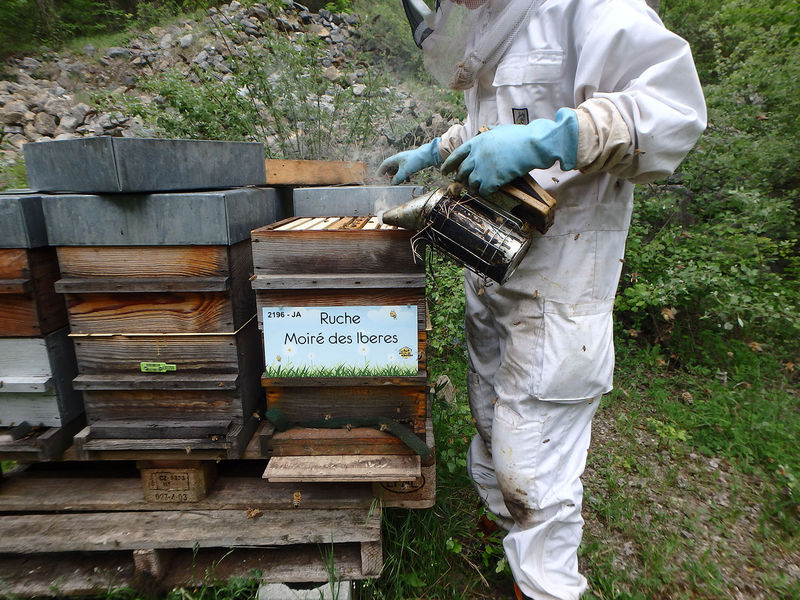 La ruche Moiré des Iberes