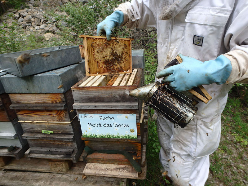 La ruche Moiré des Iberes